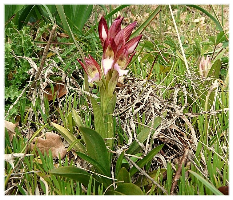 Orchis papilionacea